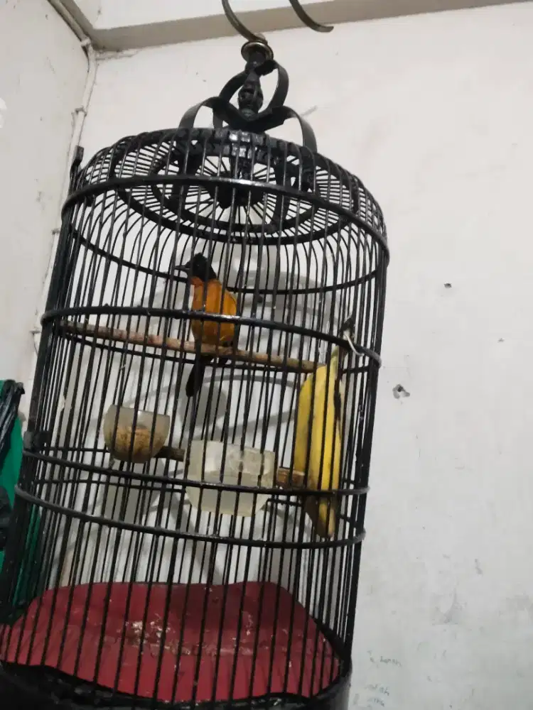 Jual burung kurilang emas mulus buyi rajin ccok buat masteran