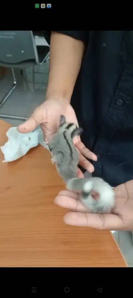 Sugar glider jantan Mozaic ringtail