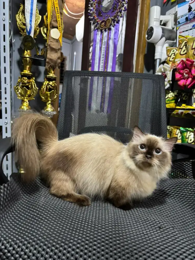 Munchkin Himalaya Betina