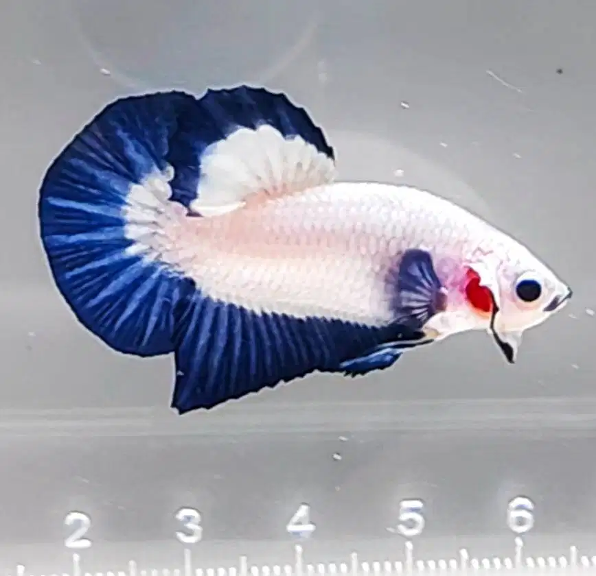 DIJUAL IKAN CUPANG (ECER MAUPUN PARTAI) HARGA MURAH (SURABAYA)
