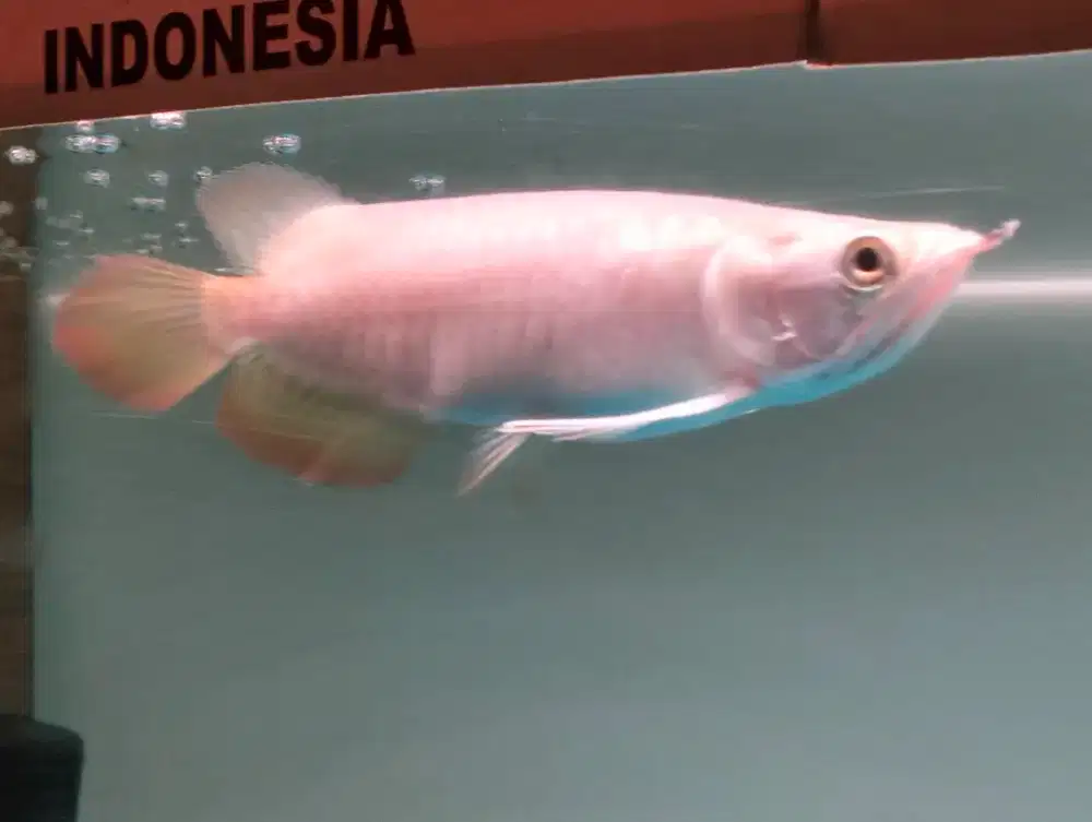 Arwana ITL jagung ikan hias arowana