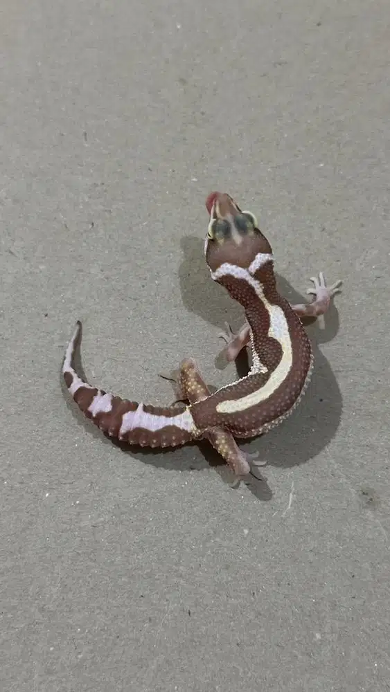 Gecko Tremper Bold Stripe Jantan