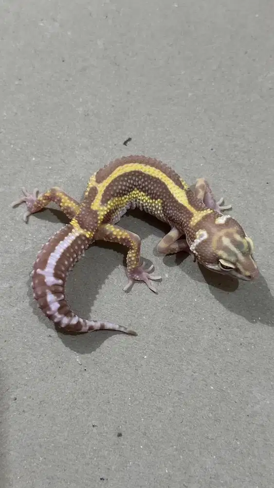 Gecko Tremper Bold Stripe Jantan