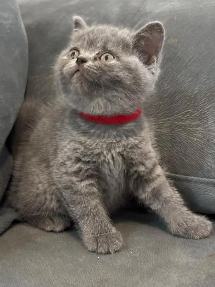 Kitten BSH british short hair Betina