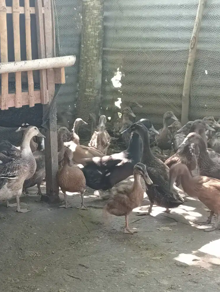 Bebek air muda betina calon indukan