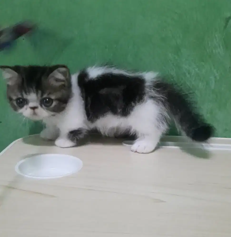 Kitten munchkin peaknose top standar