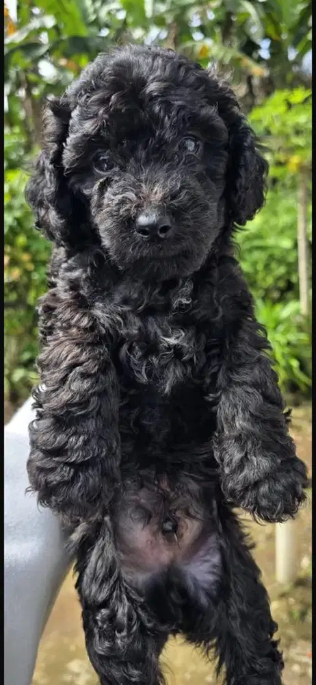 Anjing Poodle black