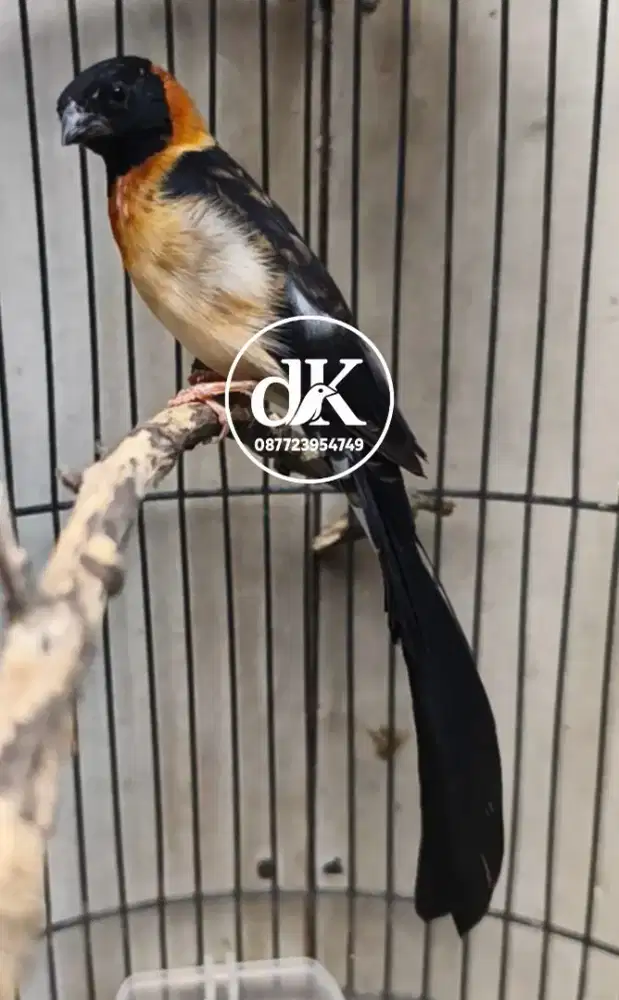 Burung Paradise Whydah jantan