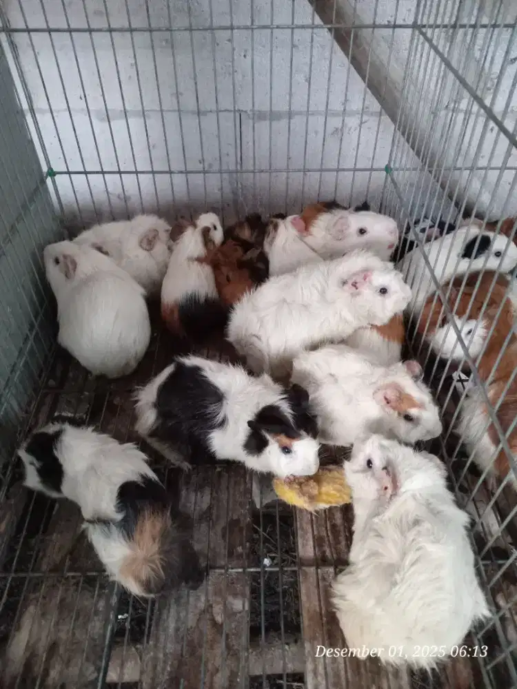 Marmut lokal dan abisyian indukan