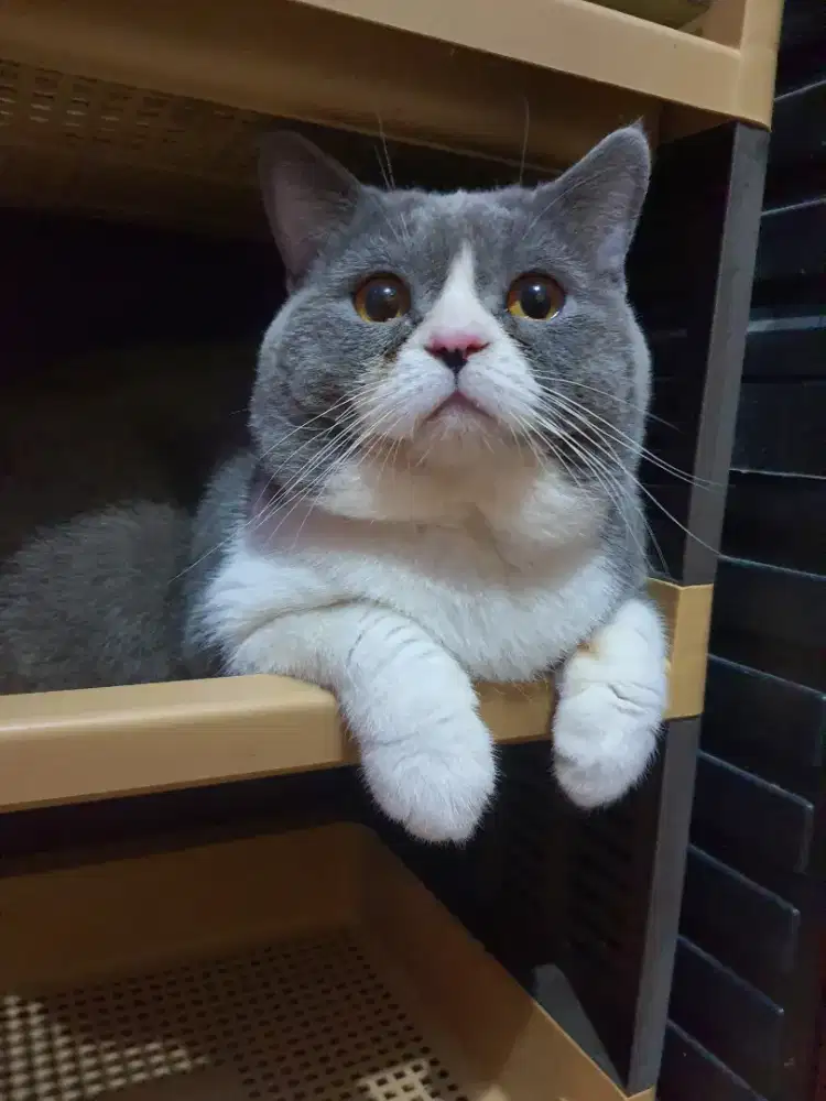 KUCING BSH BICO BLUE