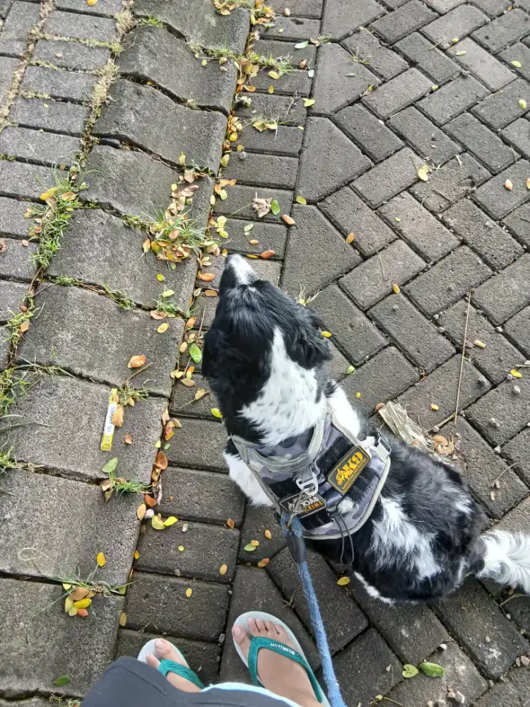 DIBUTUHKAN TENAGA SERABUTAN URUS ANABUL