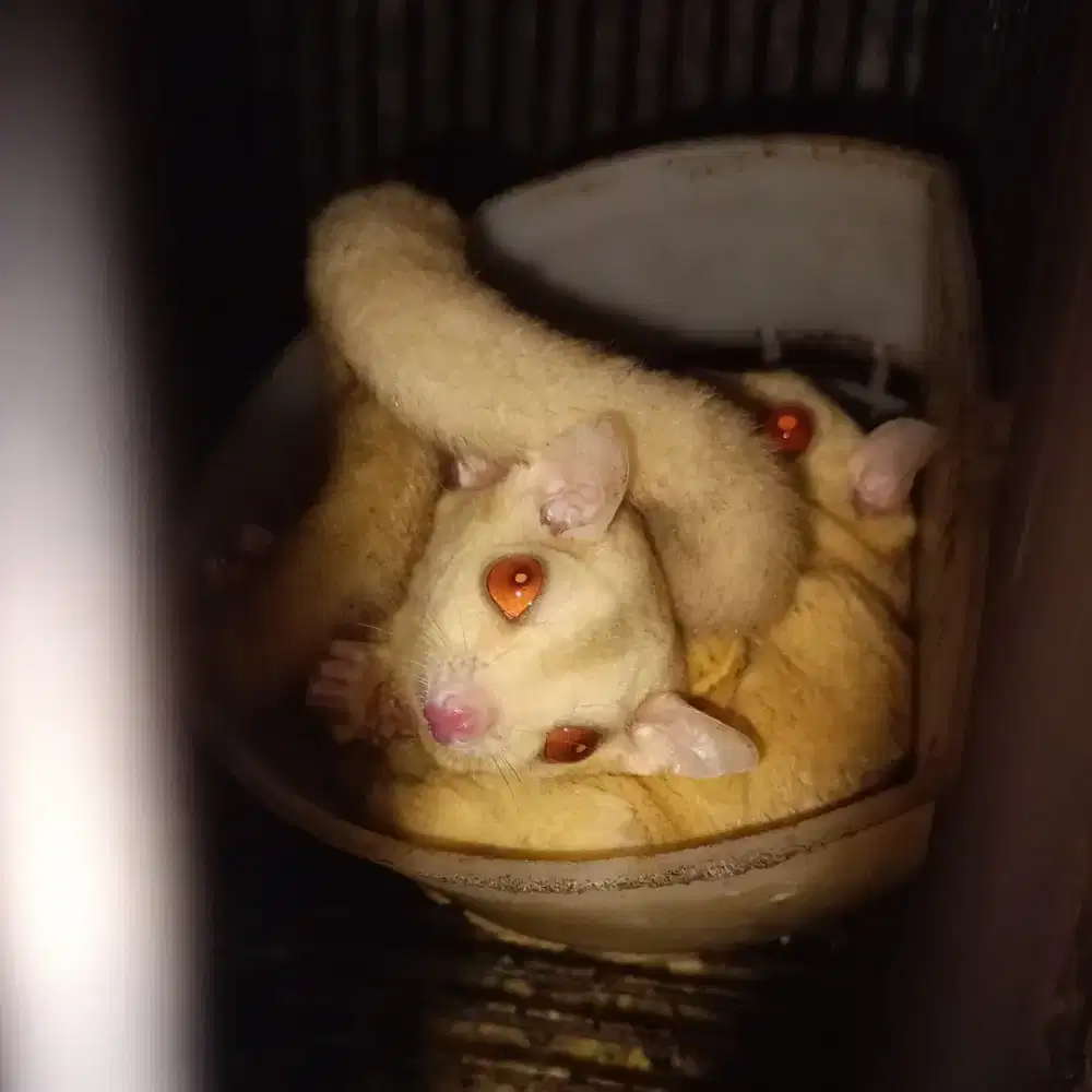 Sugar glider Creamino