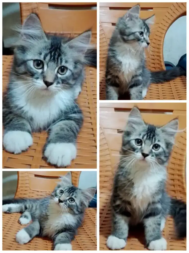Kucing kitten Mainecoon nonped jantan 3 bulan