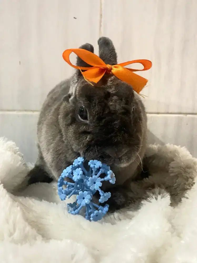 Kelinci nd Netherland drawf