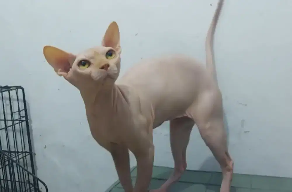 Sphynx Jantan (Bambino NS)