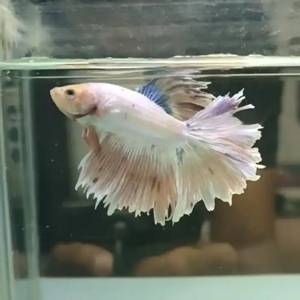 Ikan Cupang Halfmoon Rosetail Pink Aurora