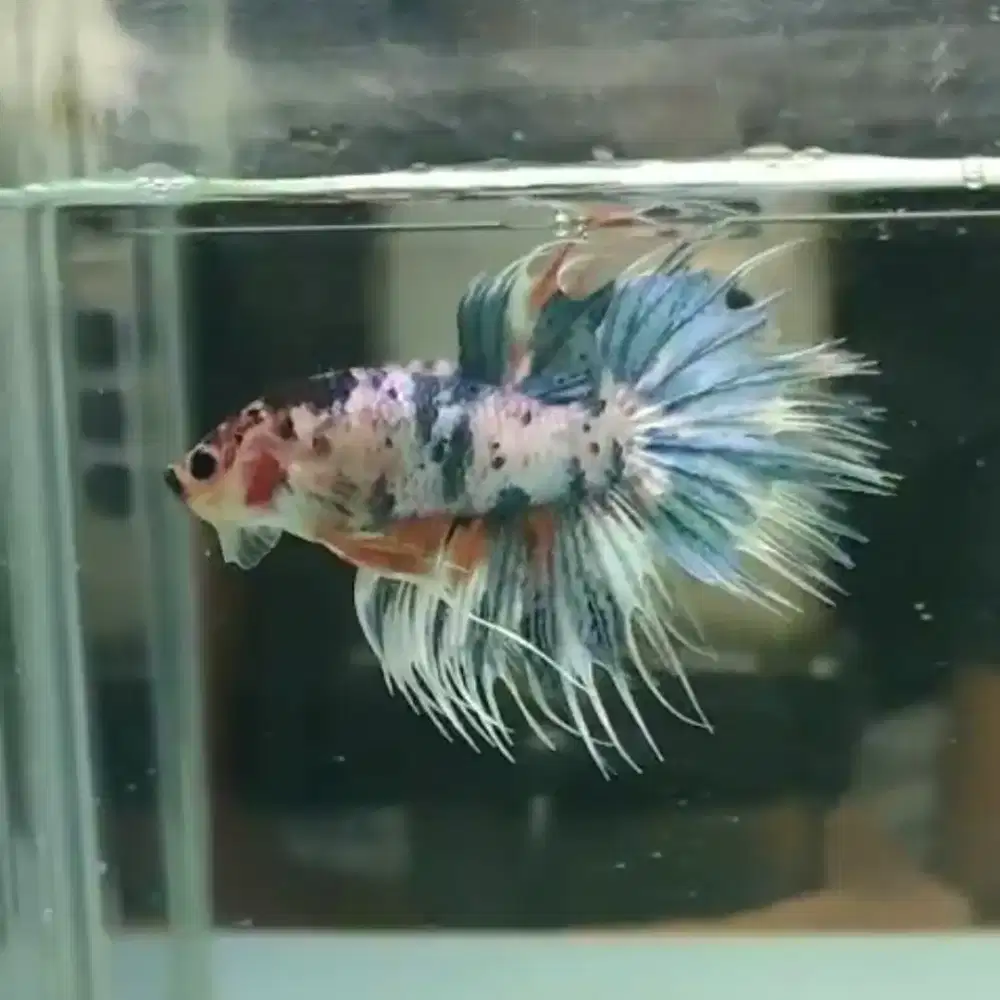 Ikan Cupang Crowntail Multicolor