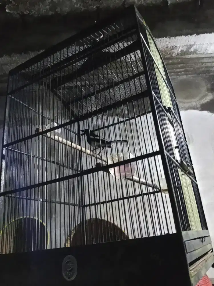 Kacer dapur harian rajin agak giras setingan biar kga ngebong