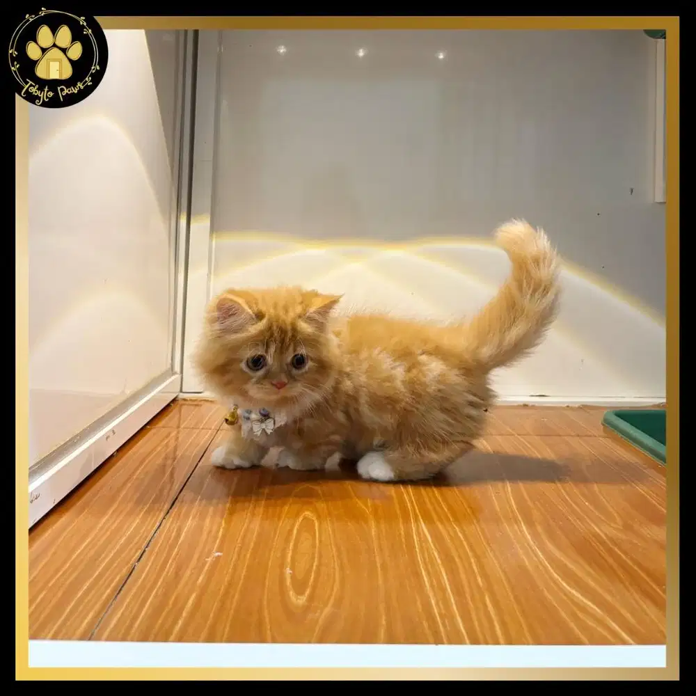 KUCING KITTEN MUNCHKIN MINUET LONGHAIR CEBOL JANTAN