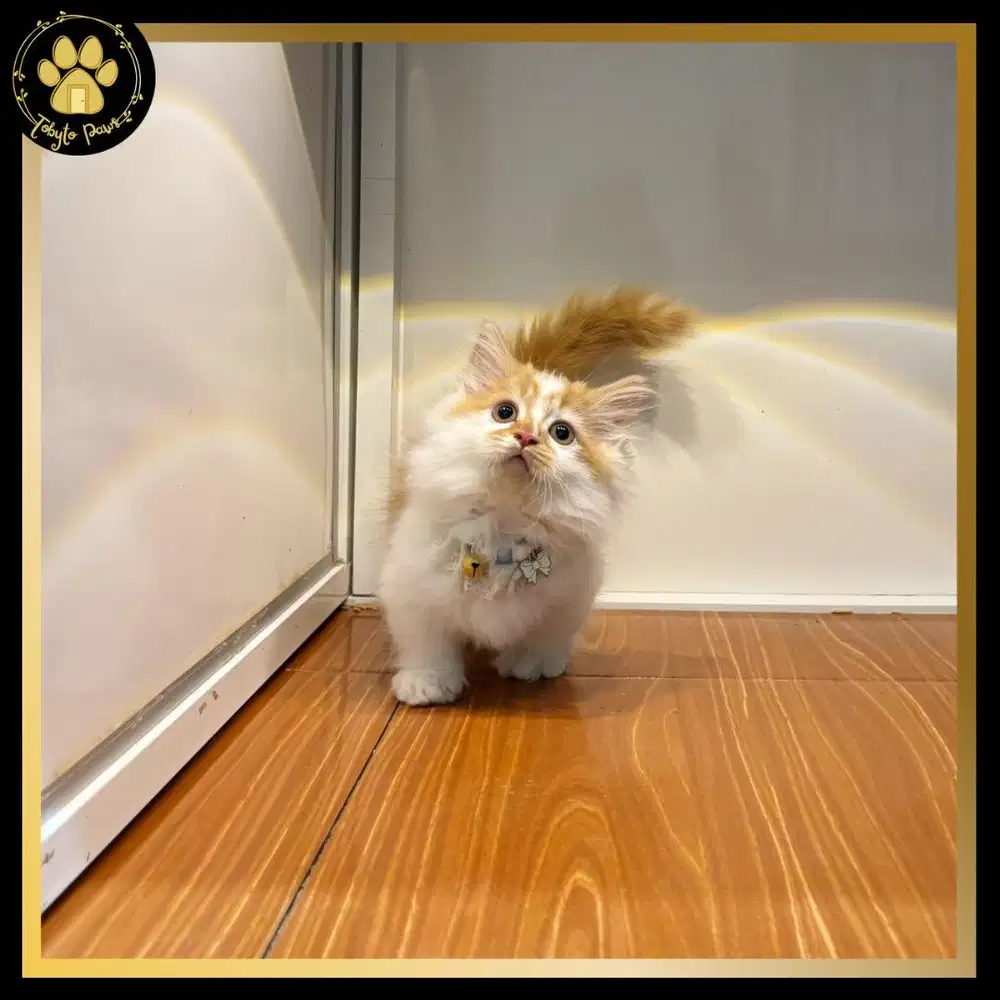 KUCING KITTEN MUNCHKIN MINUET LONGHAIR CEBOL JANTAN