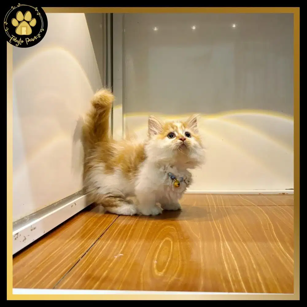 KUCING KITTEN MUNCHKIN MINUET LONGHAIR CEBOL JANTAN