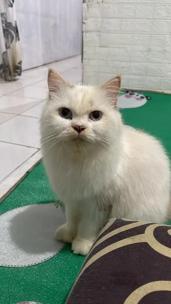 Kucing persia betina