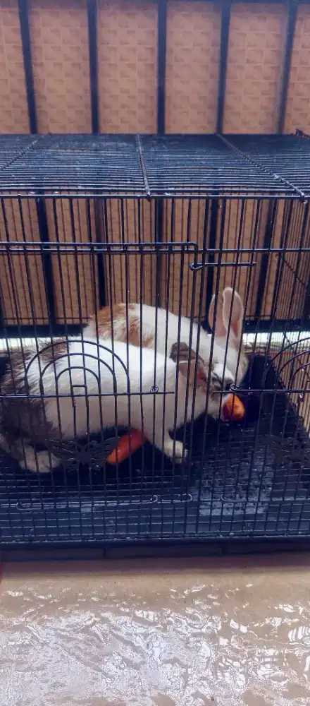 KELINCI CARI MAJIKAN BARU