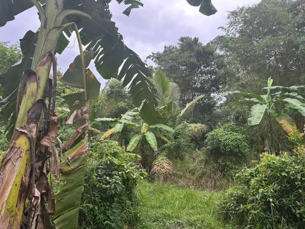 Jual Tanah kebun seluas 2100 M2 dekat Puskesmas Pangandaran