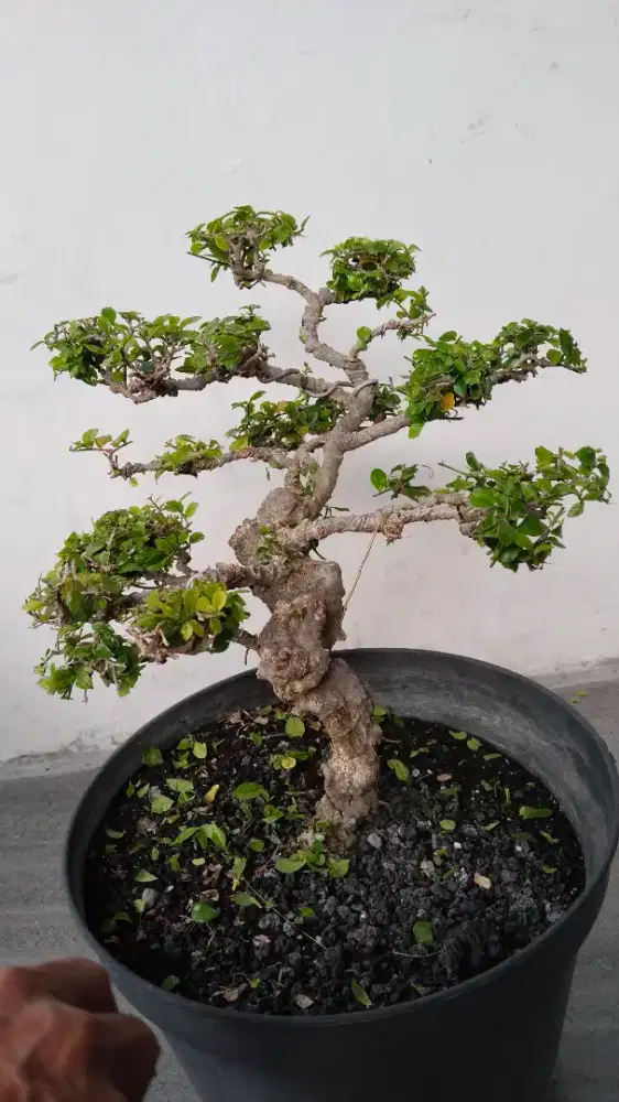 Bonsai serut medium cantik