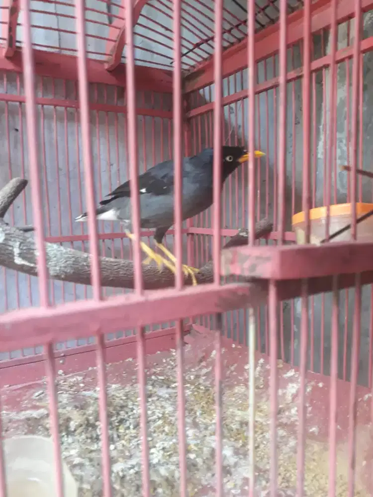 jalak hitam bunyi rawatan lama