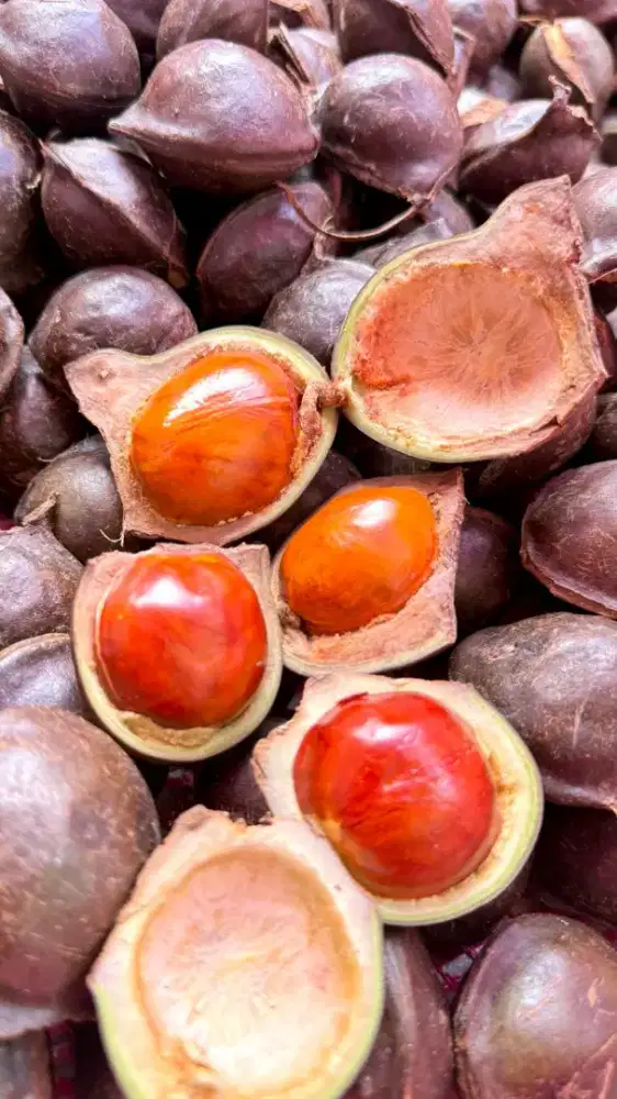 Dijual Jengkol Tua jengka asal Bangka