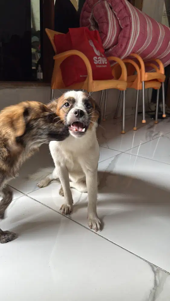 2 Anjing mix usia 7 bulan