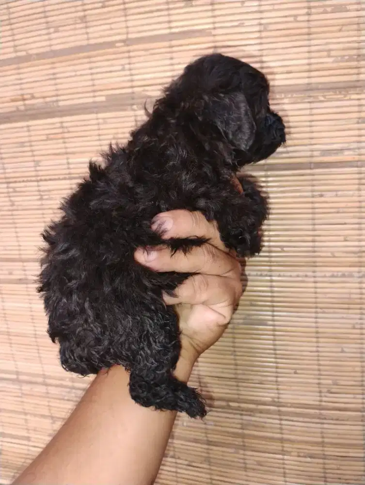 Puppy tiny poodle jantan 6 minggu