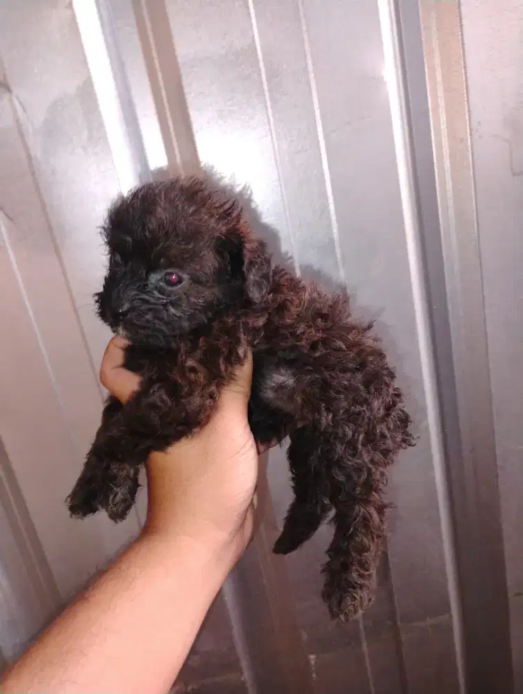 Poodle tiny Chocho betina