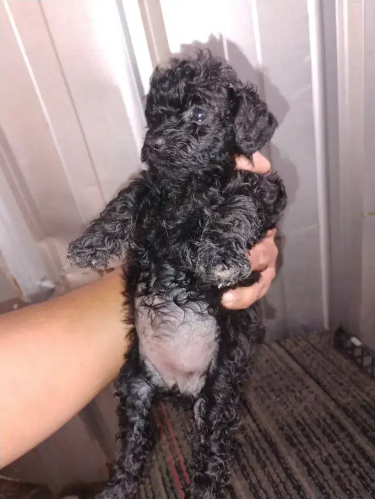 Anjing poodle jantan