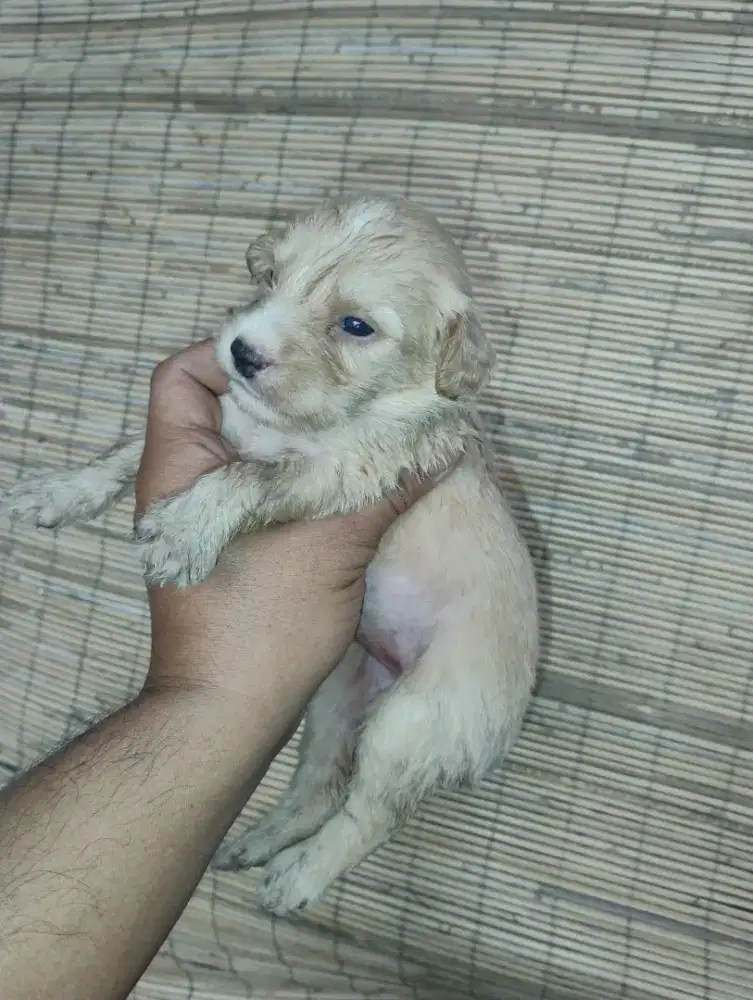 Panjing  poodle jantan betina 6 minggu