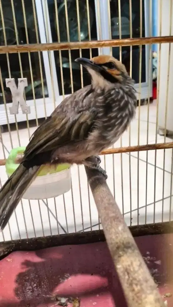 Cucak Rowo jantan dna