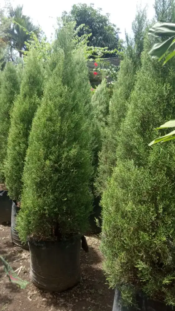 Pohon Cemara Pohon Cemara Natal