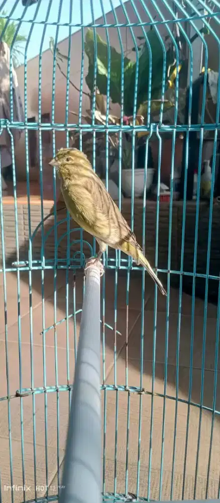 Burung Kenari F1 YS Sepasang