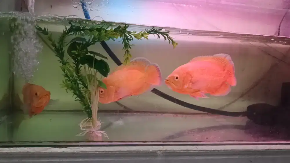 Ikan oscar red chili jumbo