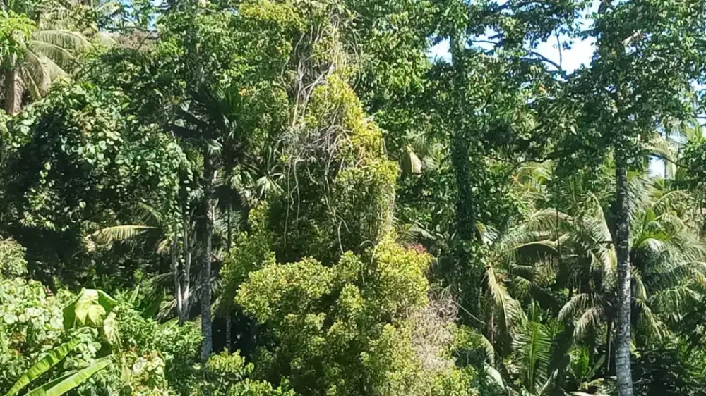 Kebun Porniti Jailolo Halbar Malut