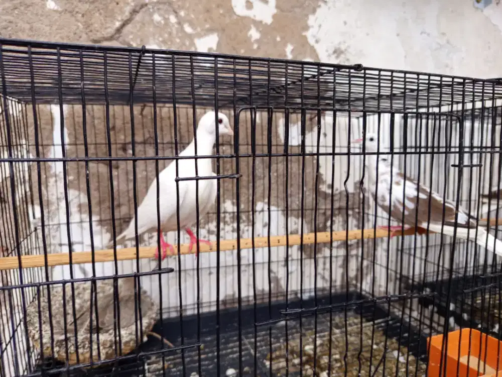 BURUNG PUTER BLOROK Bagus murah
