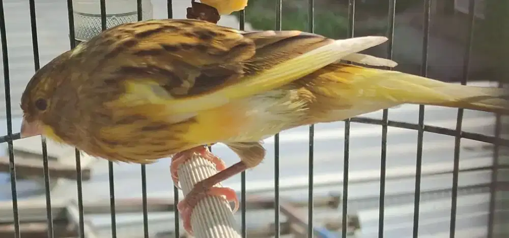 KENARI F2 postur Panjang