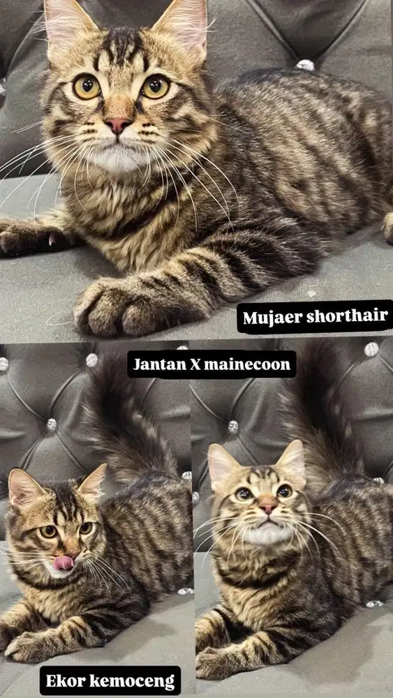 Kitten jantan mujaer x mainecoon