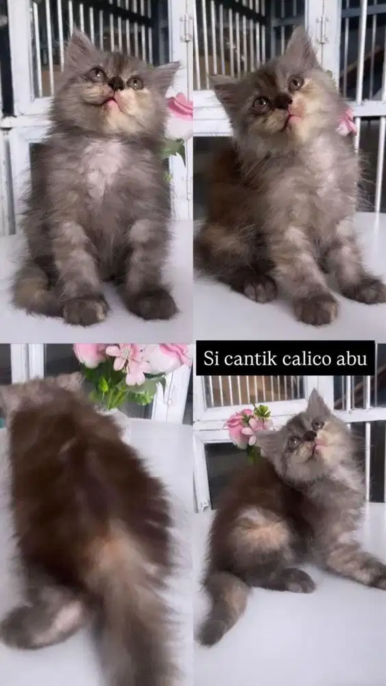Kitten abu calico