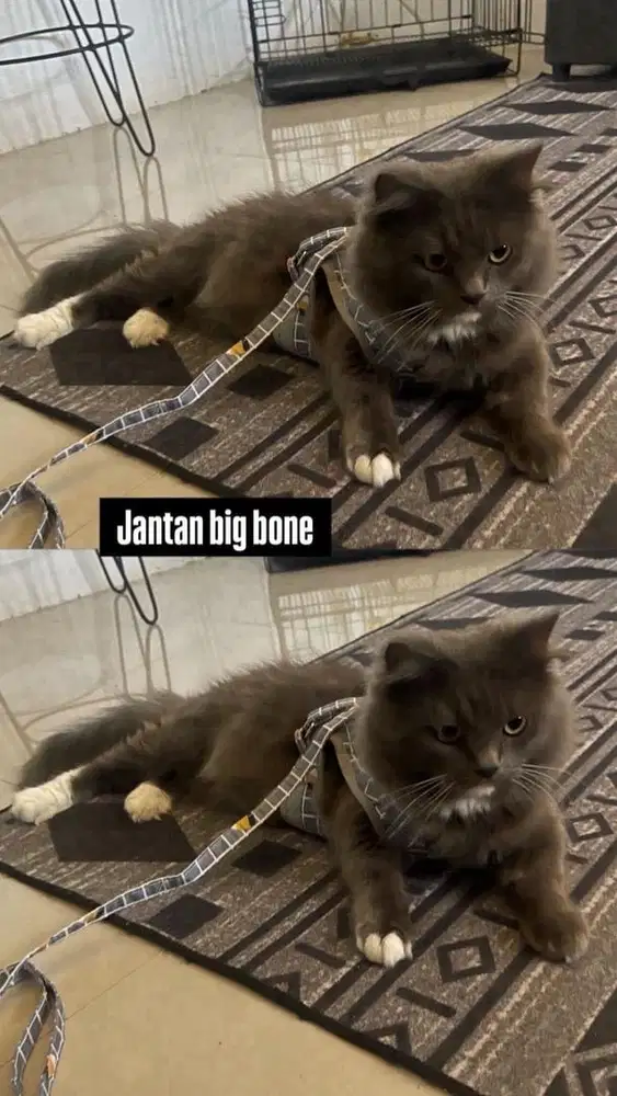 Jantan abu birahi 11bulan big bone