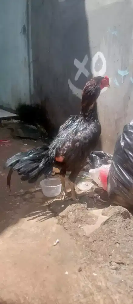 ayam bangkok muda