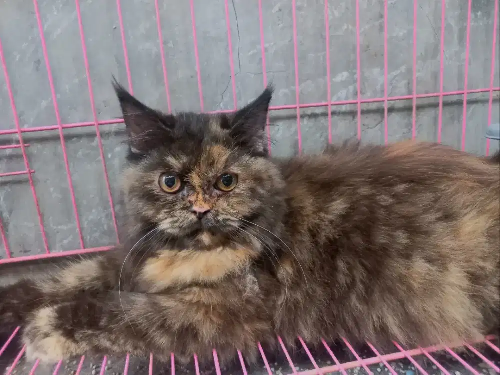 OPEN ADOPT PERSIAN