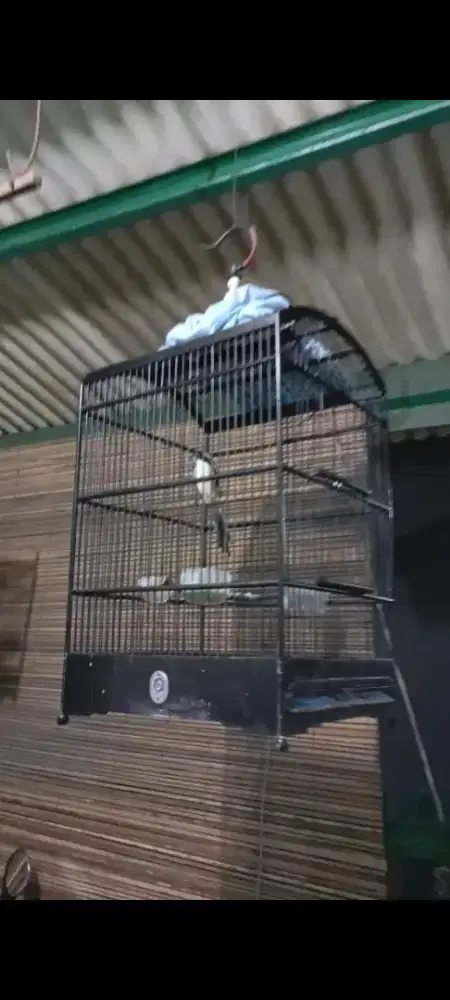 pentet asal mana kurang paham