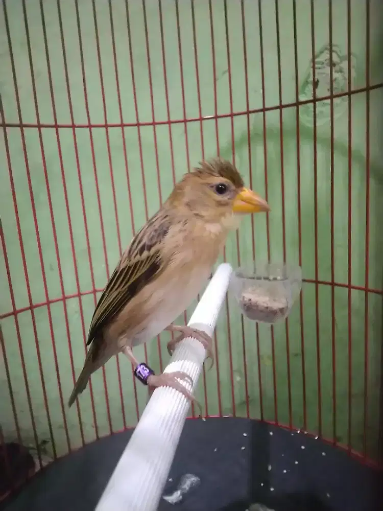 Burung Manyar trotolan mandiri